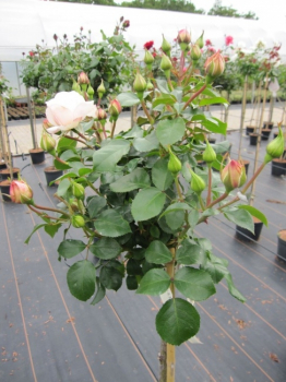 Preview: Hochstammrose Rosa Queens Palace® Palace Rosen Stammrose zartrosa Duft- 90cm