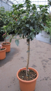 Viburnum tinus 'Eve Price' Stamm (ca. 70 cm) - Mittelmeer-Schneeball (Lorbeerschneeball)