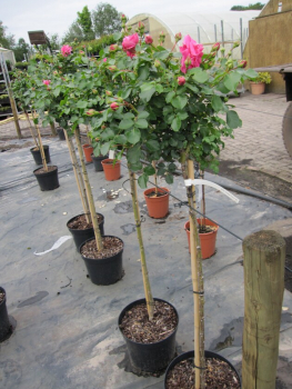Preview: Hochstammrose Rosa Topkapi Palace® Palace-Rose pink Duft+ 90cm