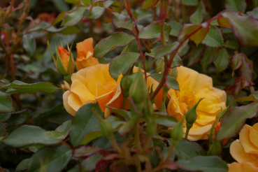 Bodendeckerrose - Rosa Amber Sun® syn. Sonne des Allgäu - Kleinstrauchrose