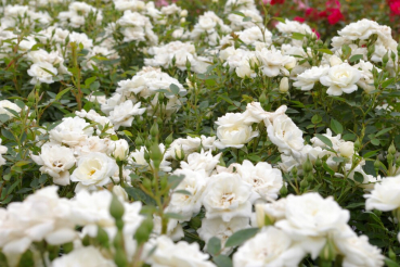 Preview: Bodendeckerrose Kent syn. White Cover® Sparkling White - Poulsen Rose