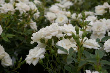 Preview: Bodendeckerrose Kent syn. White Cover® Sparkling White - Poulsen Rose