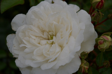 Bodendeckerrosen Snow Ballett