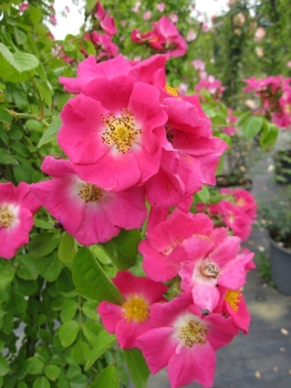 Solitärrose Rosa American Pillar® Wichuraiana Hybride Kletterrose blutrot Duft+ 200cm