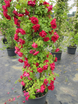Solitärrose Rosa Flammentanz® Kletterrose feuerrot Duft- ca. 200 cm