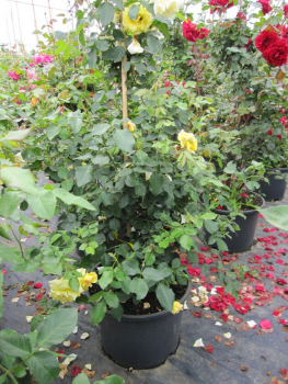 Preview: Solitärrose Rosa Morgensonne 88® Kletterrose lichtgelb Duft++ ca. 150 cm