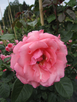 Solitärrose Rosa Ramira® Kletterrose leuchtendes Reinrosa Duft+++ ca. 150 cm