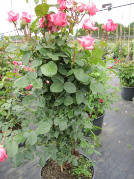 Solitärrose Rosa Ramira® Kletterrose leuchtendes Reinrosa Duft+++ ca. 150 cm