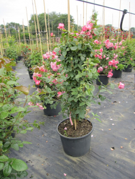 Solitärrose Rosa Ramira® Kletterrose leuchtendes Reinrosa Duft+++ ca. 150 cm