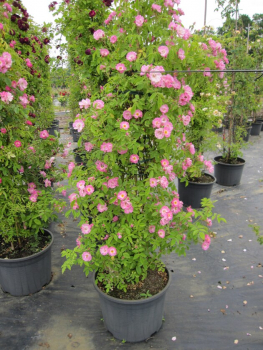 Solitärrose Rosa Blush Rambler® Ramblerrose pink und weiß Duft+ ca. 200 cm