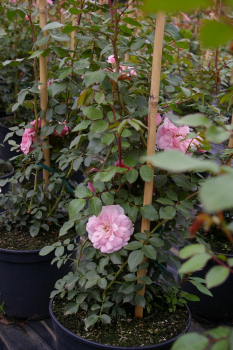 Solitärrose Rosa Climbing Canibo® Ramblerrose rosa Duft- ca. 200 cm