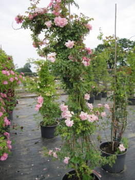 Solitärrose Rosa Climbing Canibo® Ramblerrose rosa Duft- ca. 200 cm
