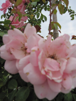 Solitärrose Rosa Climbing Canibo® Ramblerrose rosa Duft- ca. 200 cm