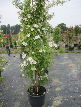 Solitärrose Rosa Francis E. Lester® Ramblerrose Multiflora-Hybride weiß - zartrosa Duft++++ ca. 200 cm