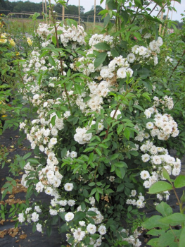 Preview: Solitärrose Rosa Guirlande d`Amour® Ramblerrose Moschata-Hybride weiß Duft+++ ca. 200 cm