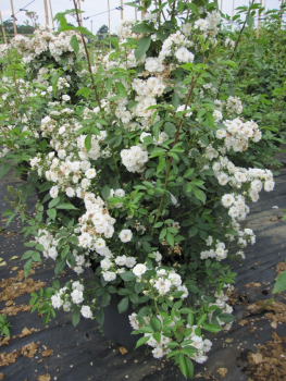 Preview: Solitärrose Rosa Guirlande d`Amour® Ramblerrose Moschata-Hybride weiß Duft+++ ca. 200 cm