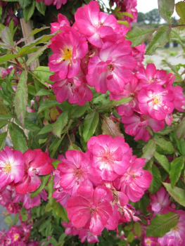 Solitärrose Rosa Kiftsgate X Violett Hood® Ramblerrose dunkelviolett Duft++++ ca. 200 cm