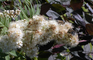 Sorbia sorbifolia sem. - niedrige Fiederspiere 40-60 cm