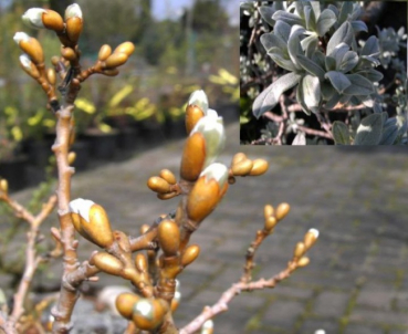Salix helvetica - Schweizer Weide 30-40 cm