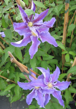 Clematis Beate® Waldrebe 60-100 cm