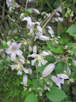 Clematis jouiniana Mrs. Robert Brydon® - Waldrebe 60-100 cm