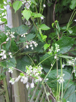 Preview: Clematis jouiniana Mrs. Robert Brydon® - Waldrebe 60-100 cm