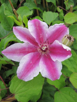 Clematis Carnaby® - Waldrebe 60-100 cm