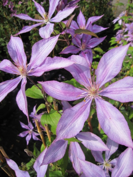 Clematis Dorothy Walton® - Waldrebe 60-100 cm