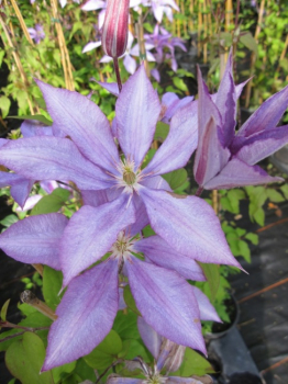 Preview: Clematis Dorothy Walton® - Waldrebe 60-100 cm