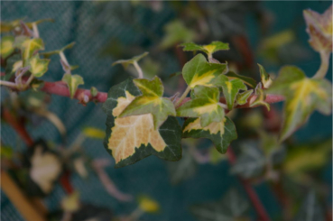 Hedera helix Goldheart - gelbgrüner Efeu 60-100 cm