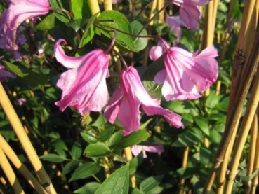 Preview: Clematis integrifolia Aljonushka - Waldrebe 60-100 cm