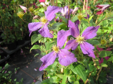 Clematis viticella bot. Art - Waldrebe 60-100 cm