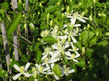 Clematis terniflora Maximowicziana - Waldrebe 60-100 cm