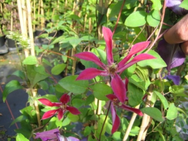 Clematis texensis Gravetye Beauty - Waldrebe 60-100 cm
