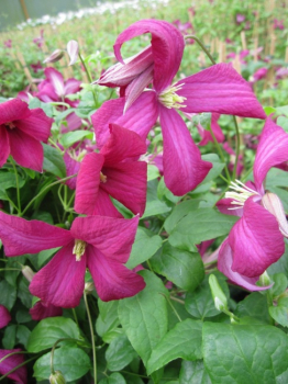 Clematis viticella Madame Julia Correvon - Waldrebe 60-100 cm