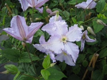 Clematis viticella Blekitny Aniol (Blue Angel) - Waldrebe 60-100 cm
