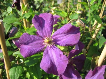 Clematis viticella Polish Spirit - Waldrebe 60-100 cm