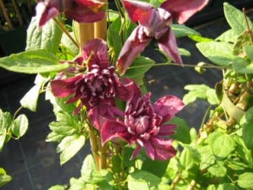 Clematis viticella Purpurea plena Elegans - Waldrebe 60-100 cm
