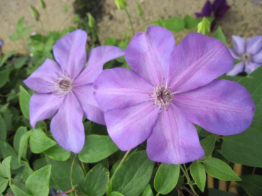 Clematis Shimmer™ Evipo028(N) - Waldrebe 60-100 cm