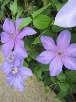 Preview: Clematis Shimmer™ Evipo028(N) - Waldrebe 60-100 cm