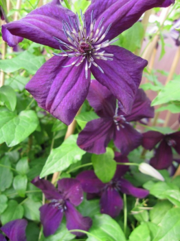 Clematis viticella Dark Eyes - Waldrebe 60-100 cm