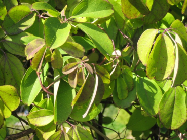 Akebia quinata - Klettergurke, Schokoladenwein 60-100 cm