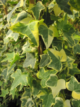 Hedera helix Goldchild - Efeu buntblättriger 60-100 cm