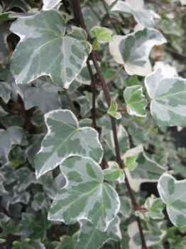 Hedera helix Glacier - buntblättriger Efeu 60- 100 cm