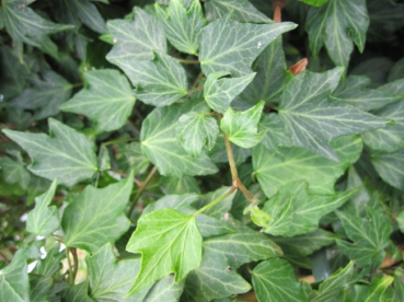 Hedera helix Green Ripple - immergrüner irischer Efeu 60-100 cm