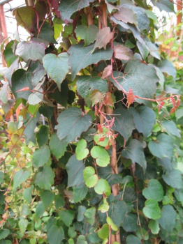 Parthenocissus tricuspidata Veitchii - Jungfernrebe (Weinrebengewächs) 60-100 cm