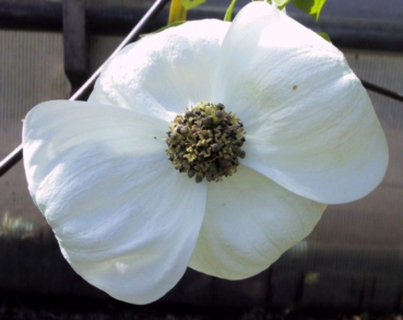 chinesischer Blumenhartriegel - Cornus nutallii Ascona