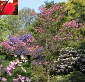 Cornus florida Rubra - roter Blumenhartriegel 40-60 cm