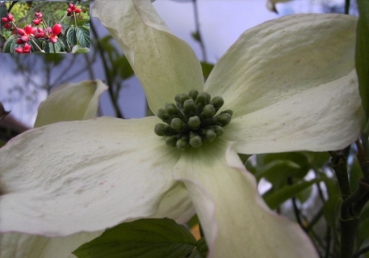 Cornus florida - ostamerikanischer Blumenhartriegel (Hornstrauch) 40-60 cm