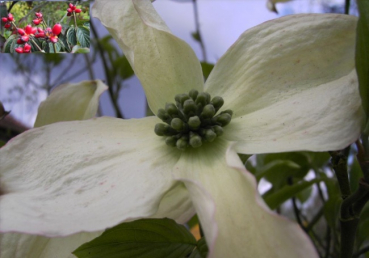 Ostamerikanischer Blumenhartriegel -  Cornus florida